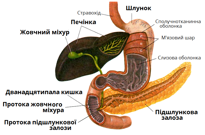 Будова шлунку — урок. Біологія, 8 клас.